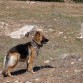 de paseo por el campo