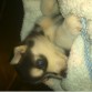 Amy