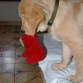 Mi gran amigo pipo, con el cual dormí y jugué desde muy chiquito…ahora ya es historia,pero queda el recuerdo en estas fotos familiares !!!

Mas en mi blog: http://www.porthosdesantaclara.com/blog