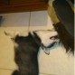 su leoncito!