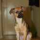 Canela, en su primera sesion fotográfica para su carnet legalizado como mascota.