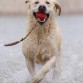 Daddy, un Labrador amarillo de tres años jugando