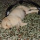 Junior de Cachorrin durmiendo la siesta!!!
