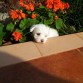 Otto con un mes y medio