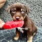 Su primer paseo 