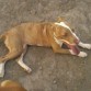Princesa cansada