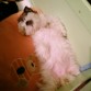 wa una perrita muy mona y cariñosa :) y muy graciosa...