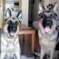 aqui estoy y yo y uno de mis cachorros que vive conmigo.que wapos