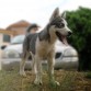 Goku con 6 meses.