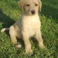 mi Golden en su ultima secion de fotos.