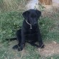 Esta es Dana con 2 meses y medio... Ahora tiene 8 y medio y esta enorme es bonita y muy lista..