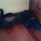 Ayron es feliz durmiendo perfectamente escuadrado a 90º con la pared y la puerta y retorciendo su cuerpo...¡perros!