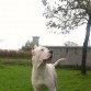 tyson