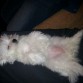 Descansando despues de una Nochebuena en familia..