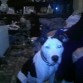 Busco hembra de amstaff zona de la ribera (valencia)