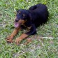 Este es Aquiles, tiene 4 meses, pesa 11,5 kg, que opinan? es un rottweiler puro?