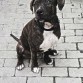 de cachorrito unos 4 meses