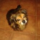 Este es Chispo!