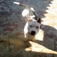 Hola , me llamo Tango, tengo 9 meses, a pesar que dicen que mi raza es potencialmente peligrosa, estoy orgulloso de ser un AMERICAN STANFORD, me encanta jugar con los niños y mi mamá :) 