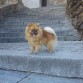 shipo en las escaleras que suben al arco de la sangre de Toledo

*mira mi video( de Youtube )

http://www.youtube.com/watch?v=SQ5uEuGNtnM