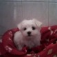 mi princesa Kira