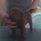 GALA----Cachorra Chocolate