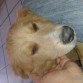el es Vayro cruza de un Chow con una perra meztiza, es un perro muy hermoso y a pesar de ser cruza es mas especial que muchas razas, amo a mis mascotas tanto como a mi y eso que tengo mucho autoestima, no no soy gay:) tengo una novia muy hermosa llamada Xiomara♥.♥