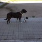 Haciendo de "mami" de una pointer con 1/2meses...