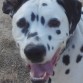 Pongo!
