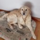 Golden Retriever hembra con 8 años recién cumplidos.
En perfecto estado físico y con todas las vacunas al día. Muy cariñosa y juguetona. Entregamos el perrito por motivos personales. Queremos una família que la cuide. Absténgase personas que no cumplan este requisito.
