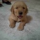 Cachorro de un mes de nacido