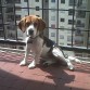 Esta foto fue tomada el 30/01/2012 en el balcón de nuestro apartamento, a Sophie le encanta tirarse ahí a tomar el sol