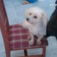 pelo blanco, ojos tentadores, jugetona.... en ADOPCION 
posdata: Yo KariFami la doy en adopcion