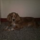 Mi gorda atenta para poder subirse a la cama =) 