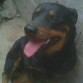 Busco macho para cruce