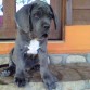 aquiles!!