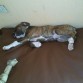 Estrenando cama! Ha de sentir que tiene una King size!! 