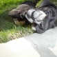 pitbull / boxer 
my sweer angel