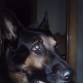 Perro de pelo negro,suave y muy guapo de cara.jejeje