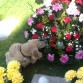 cherry supervisando las flores de mi mama(abuela)