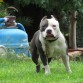 house of pain kennel " Royal flush "
www.houseofpainkennel.com