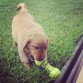 Jagger jugando con su hueso de pelotas