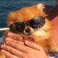 Y soy un perro Martini 