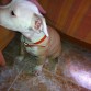 Kimbo 2 meses