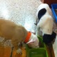Kimbo y Narco 2 meses