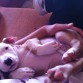 Kimbo 2 meses