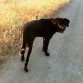 Coco con 6 meses, paseando por el campo.