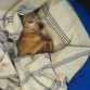 Lo que más le gusta es dormir
