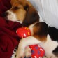 Esta es Trufa, nuestra cachorrita beagle de 3 meses.
