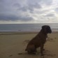 Soy Tarugo, tengo 4 años, peso 45 kg, soy muy alto, guapo y fuerte. Busco novia para conseguir un cachorro o me ofrezco de semental.
Contactar a este correo:
martagonzalezreyes1992@gmail.com o bien, a este número de móvil: 671 18 66 11 y preguntar por Nicolás.
Saludos